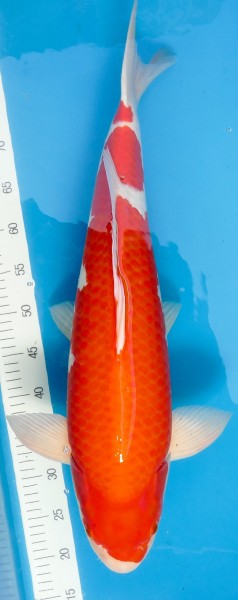 Torazo Kohaku 65 cm